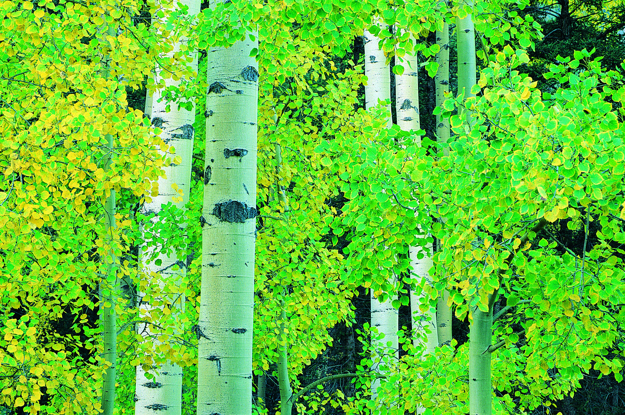 Facts On Aspen Trees Sciencing Facts On Aspen Trees Sciencing