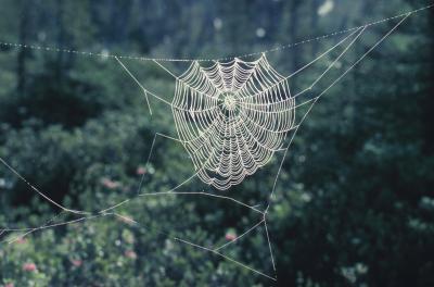 How to Get Rid of Outside Spiders Without Harming Bushes | Home Guides