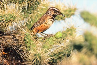 Learn how to repel pest birds.