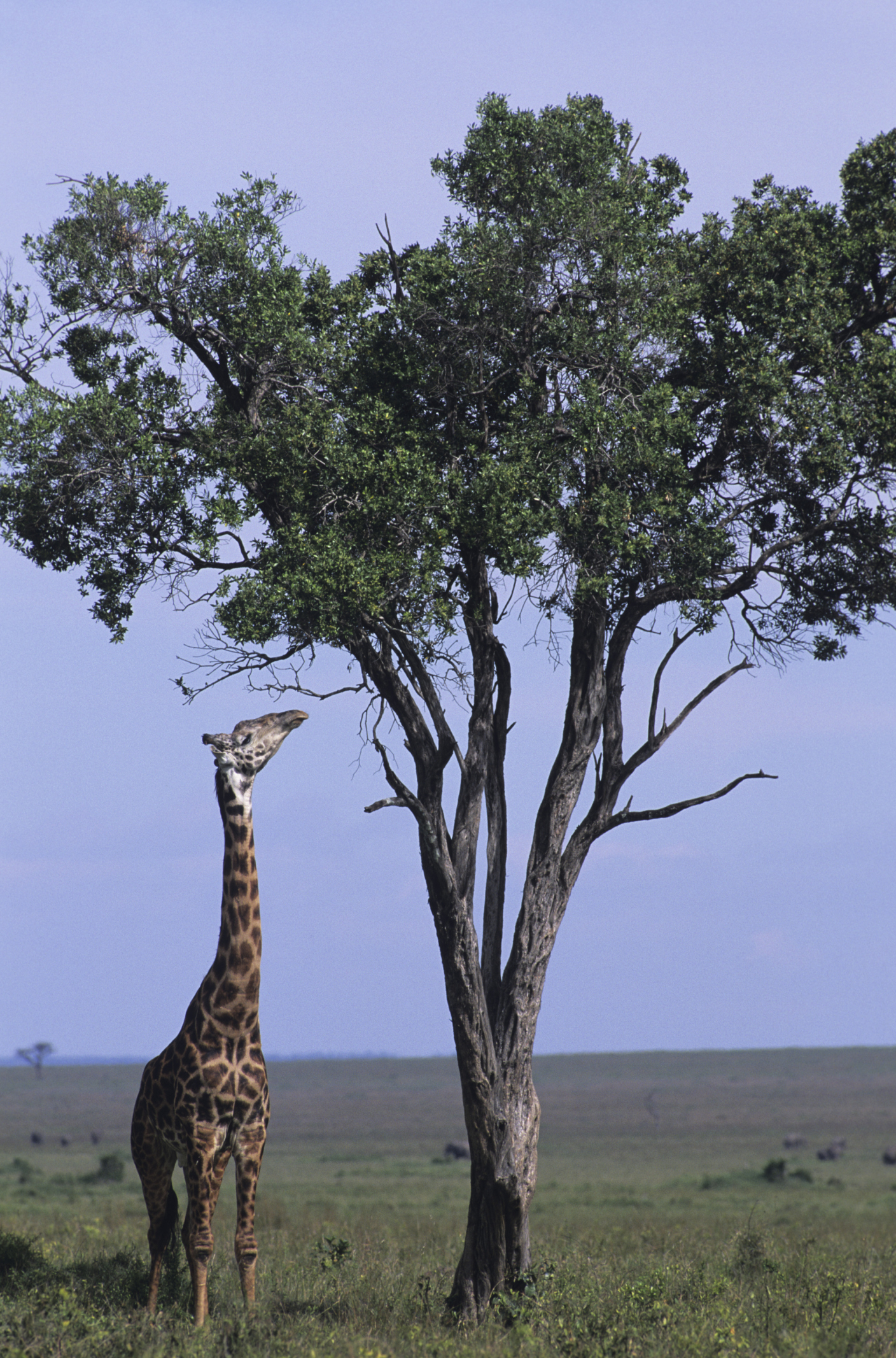 Contrast Artificial And Natural Selection Contrast Artificial And Natural Selection