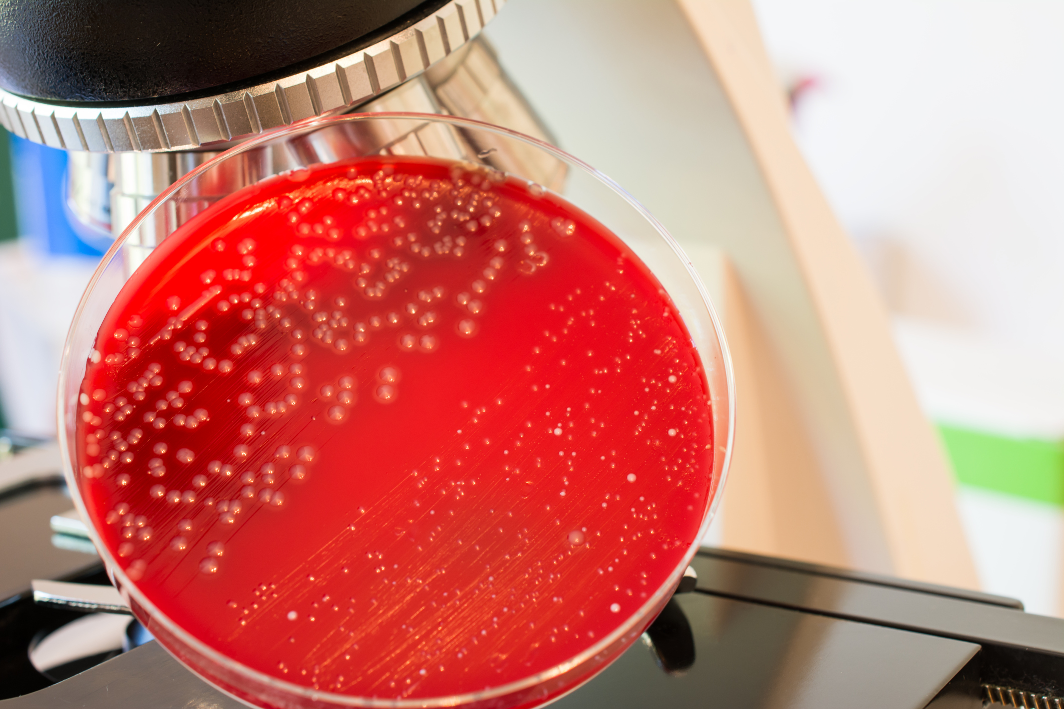 List of Enteric Bacteria Healthfully