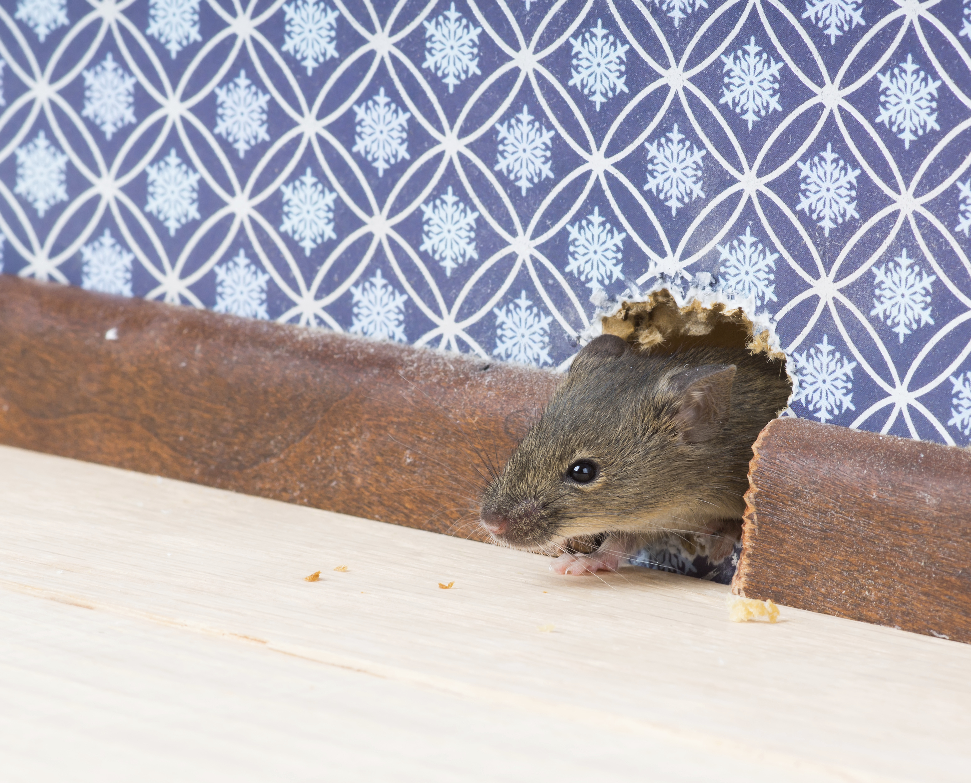 How To Start A Feeder Mice Business