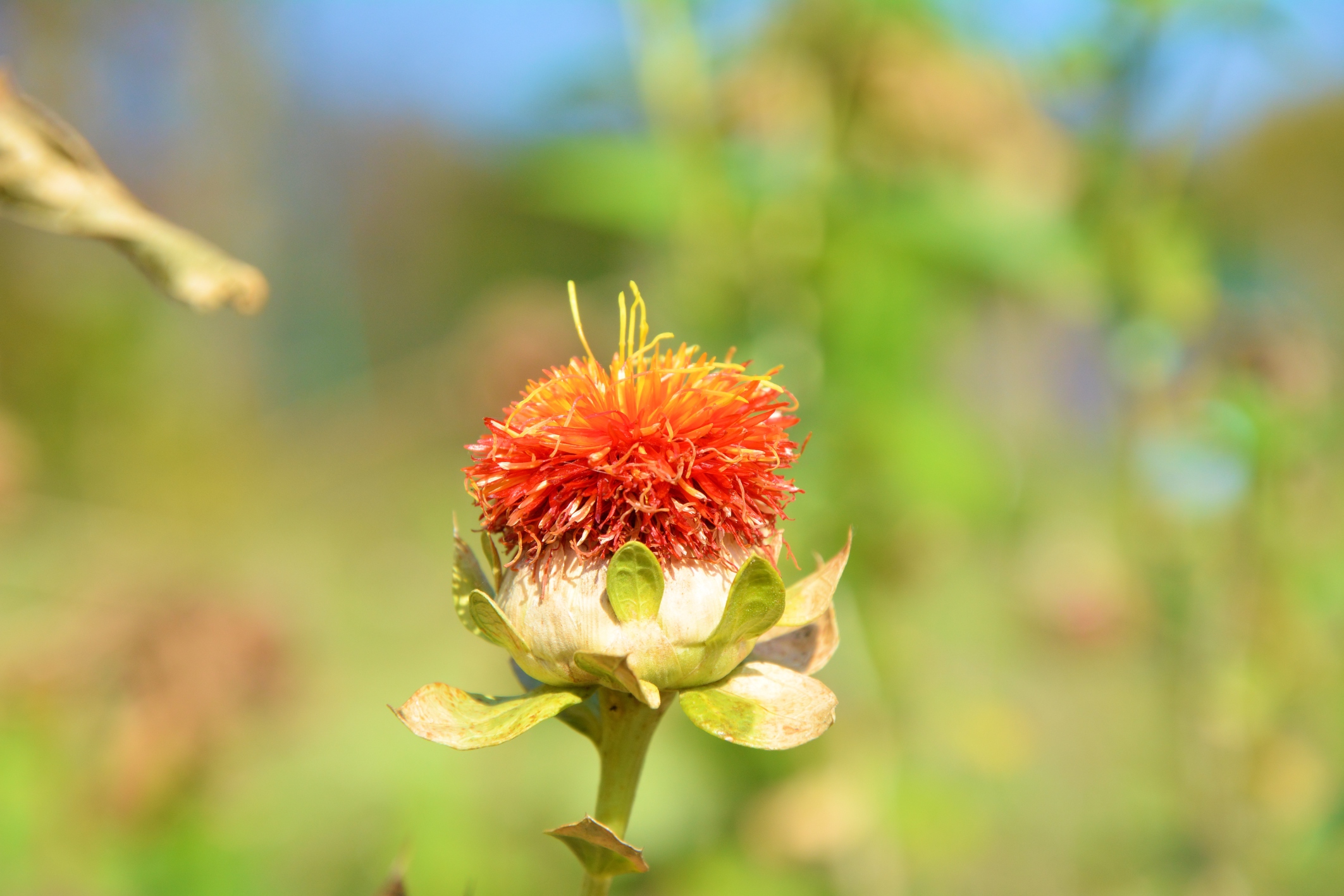 Safflower Oil Allergy Healthfully
