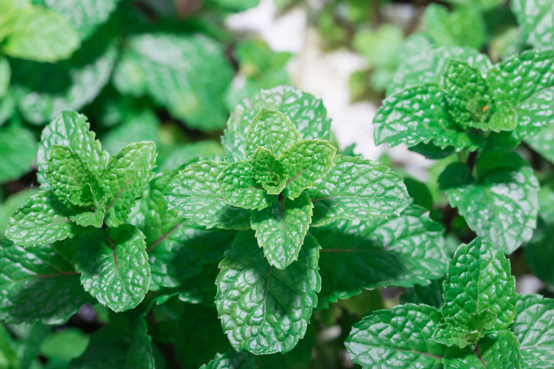 catnip and fennel for gassy babies