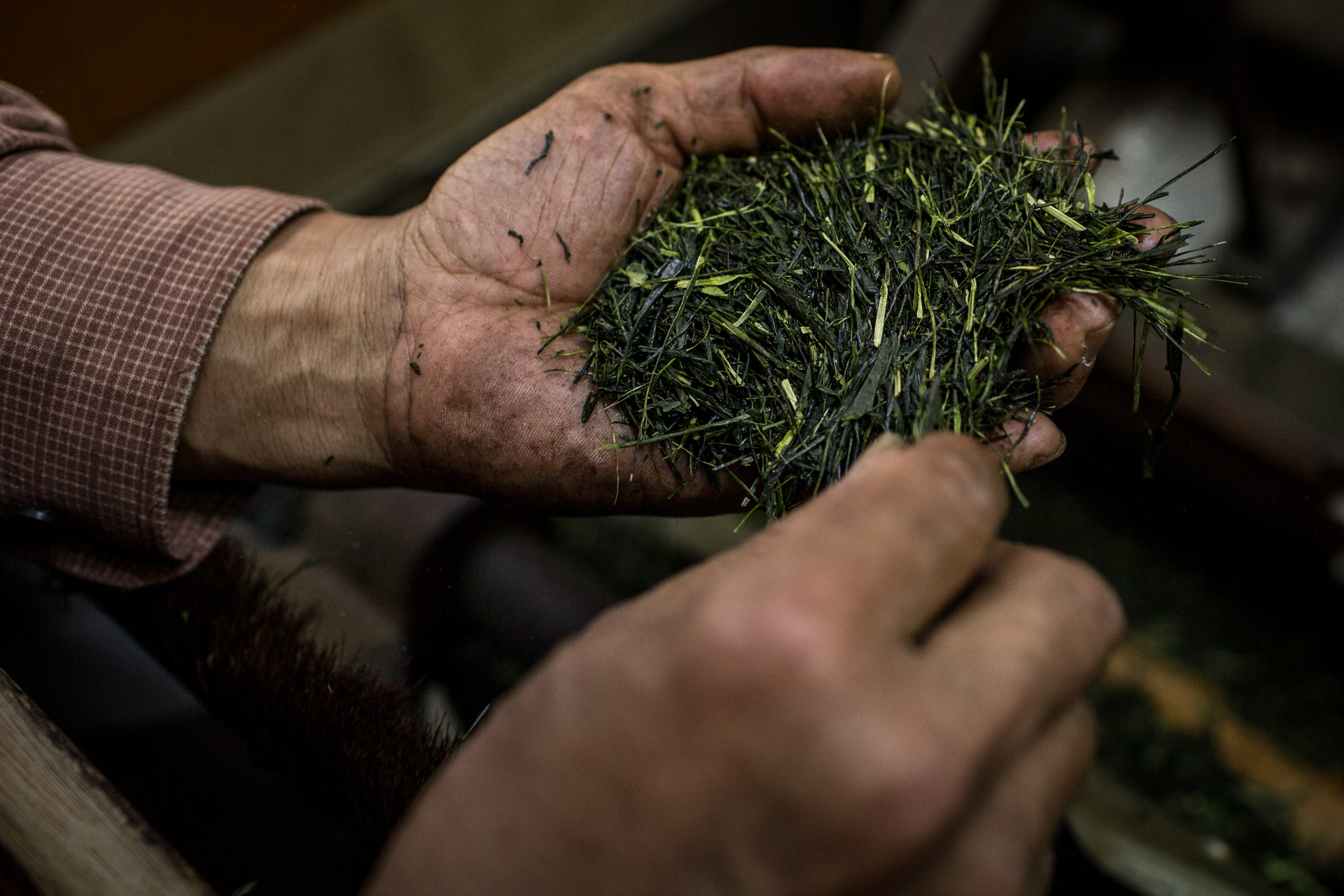 Green Tea Benefits in Quitting Smoking Healthfully