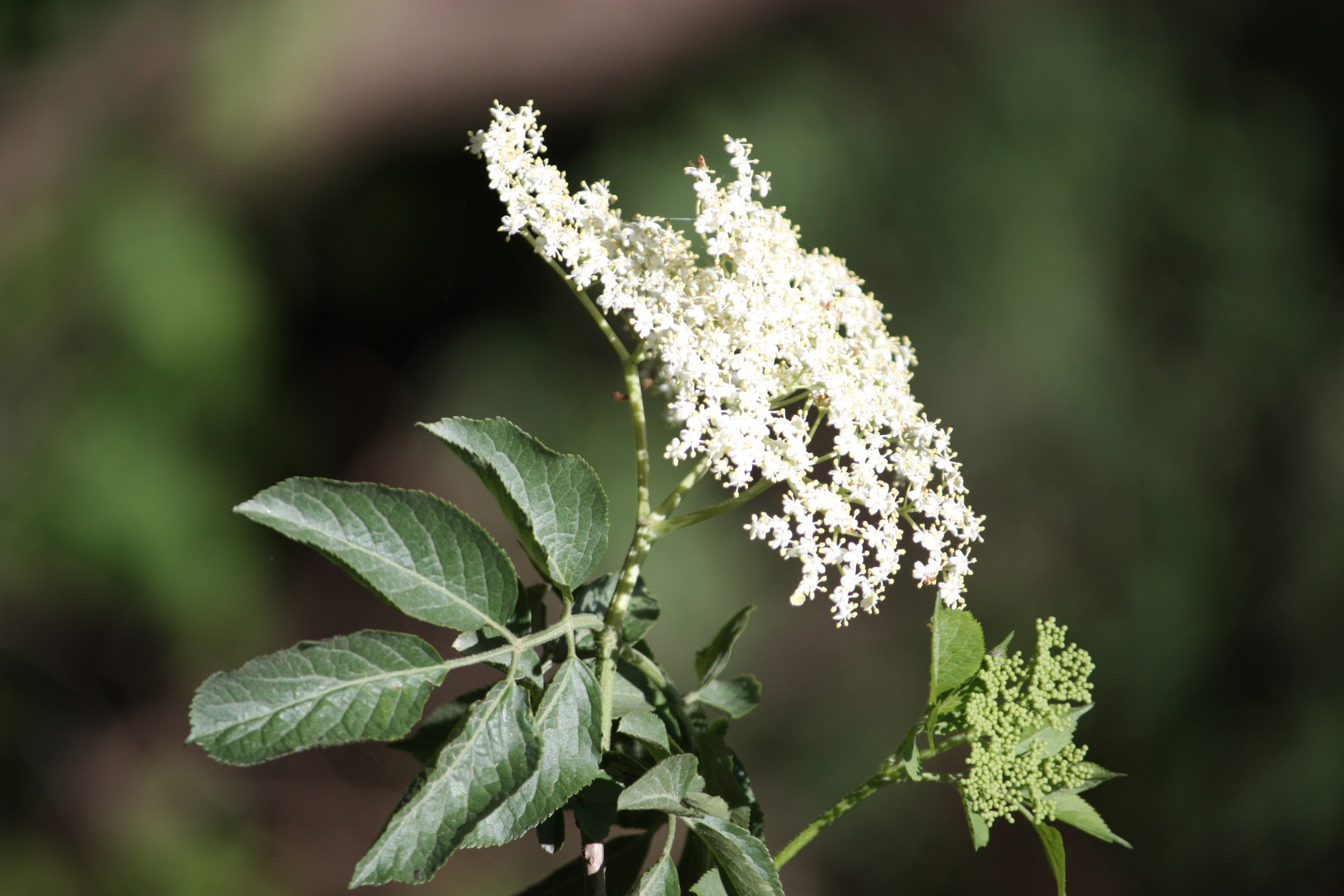 Celery Seed for Arthritis Healthfully
