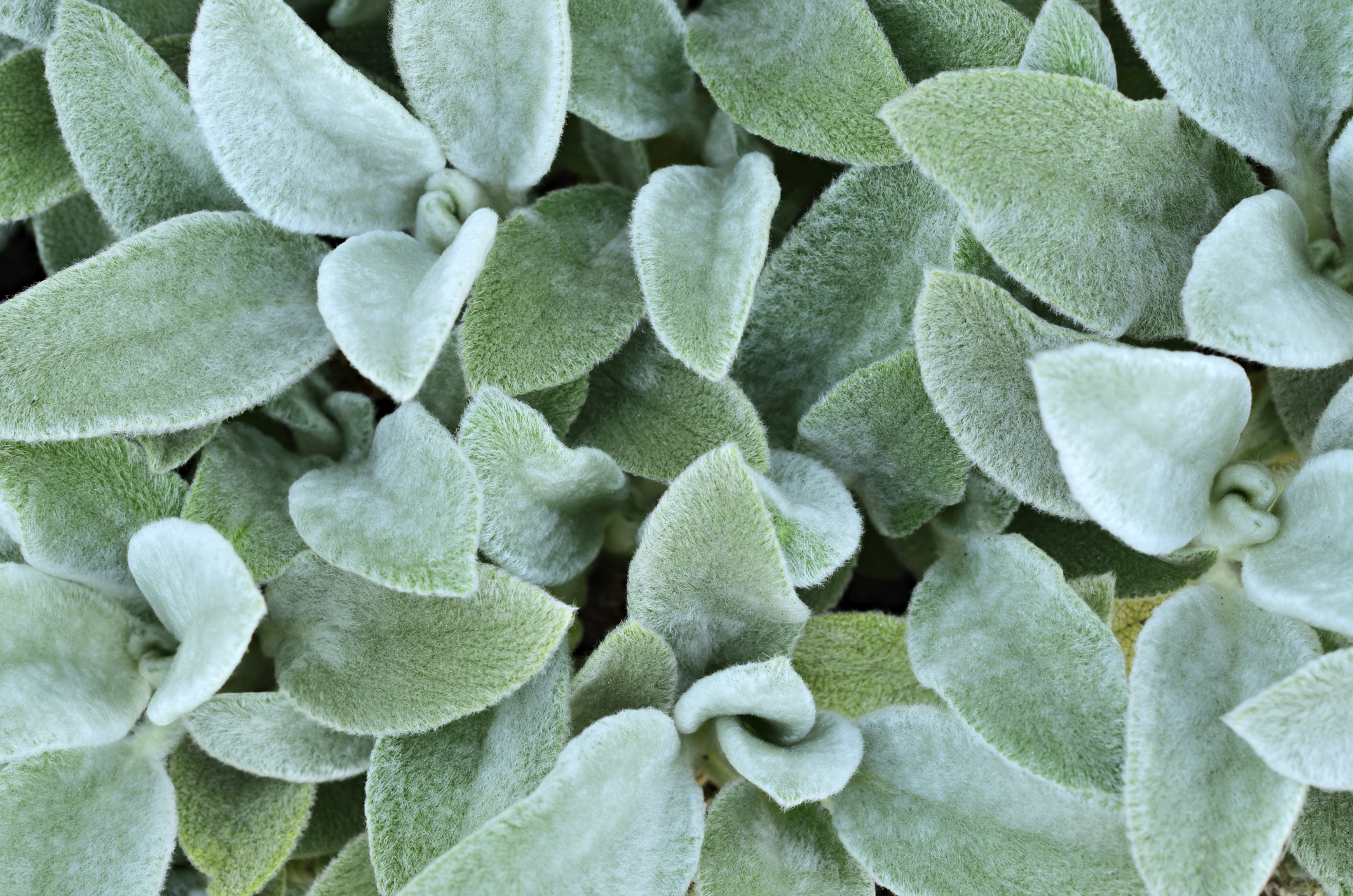 Are Lambs Ear Plants Poisonous To Dogs
