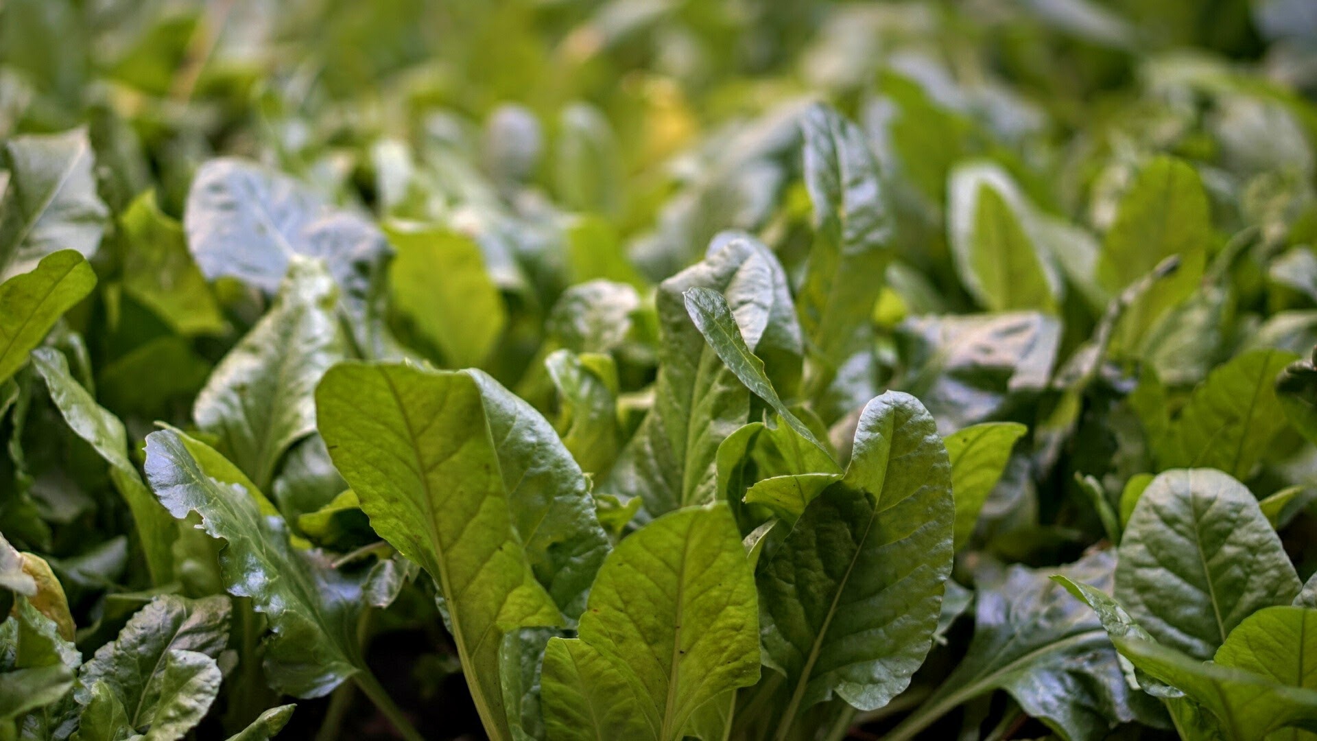 Cauliflower Ear Symptoms Healthfully