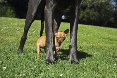 when do puppies start when do dogs start to grow bigger care the daily puppy when do puppies start when do dogs start to grow bigger care the daily puppy