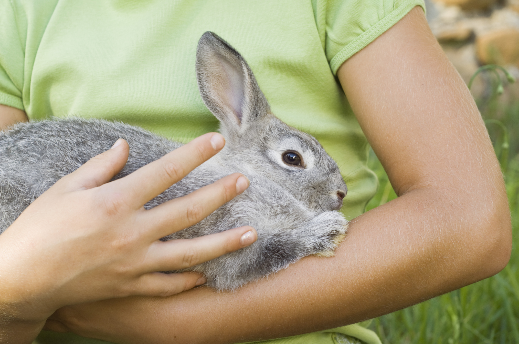 Signs of Rabbit Allergies Healthfully