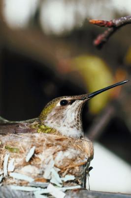 what is hummingbird season in chicago usa today what is hummingbird season in chicago usa today