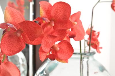my orchid stopped blooming ehow uk my orchid stopped blooming ehow uk