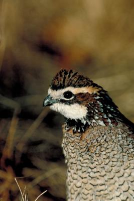 The Difference Between Pharaoh Quail and Bobwhite Quail | Animals - mom.me