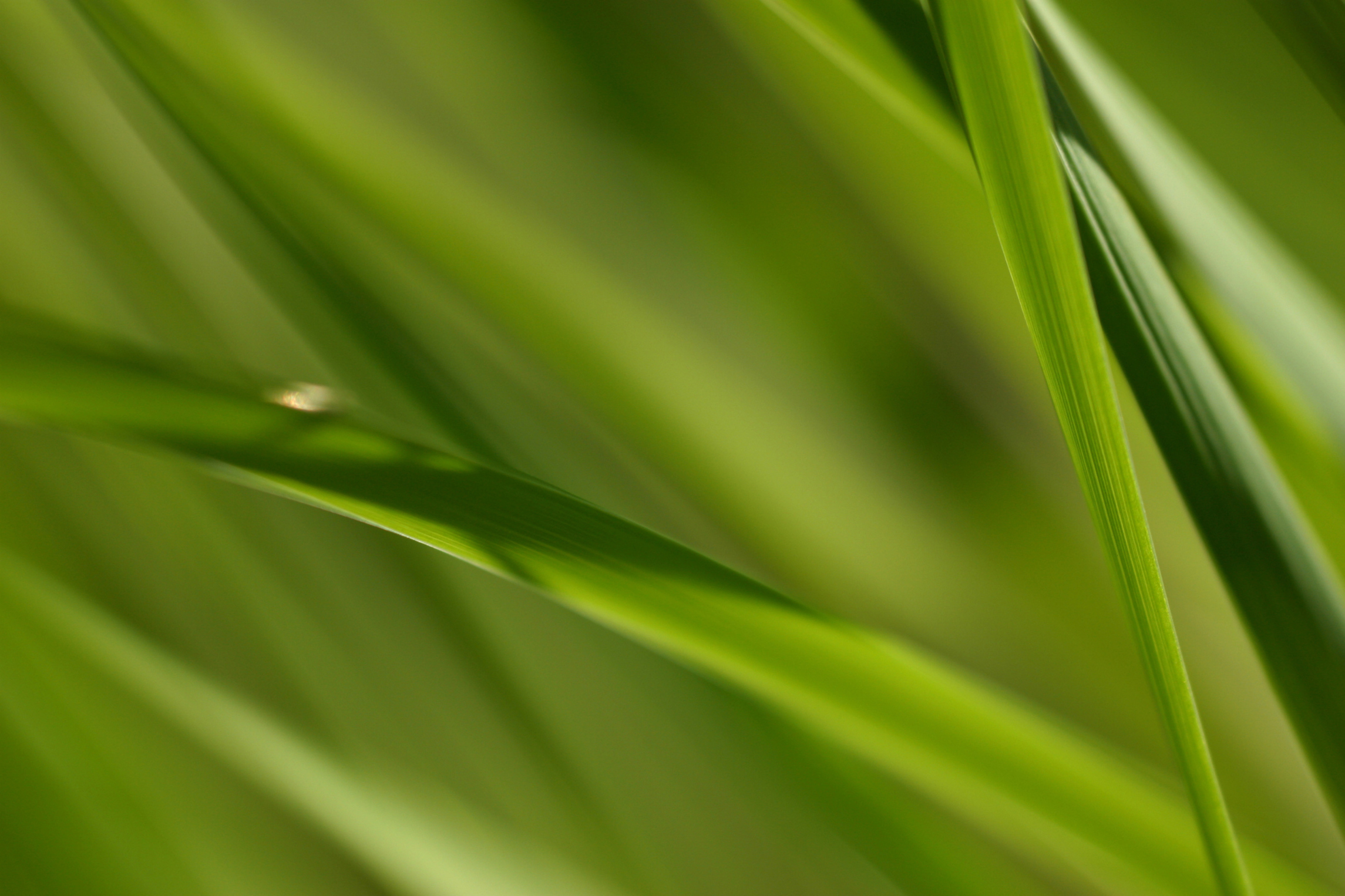 How to Grow Kikuyu Grass From Seed Garden Guides