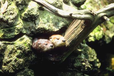 What Materials Do Otters Use to Build Shelter? | Animals - mom.me