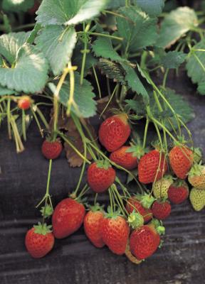 Strawberry Plants & Grubs | Home Guides | SF Gate