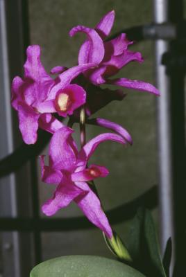 how to care for an orchid after blooming ehow uk how to care for an orchid after blooming ehow uk