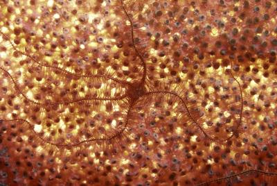 brittle starfish reproduce getty stars animals nutricula turritopsis forever mom jupiterimages