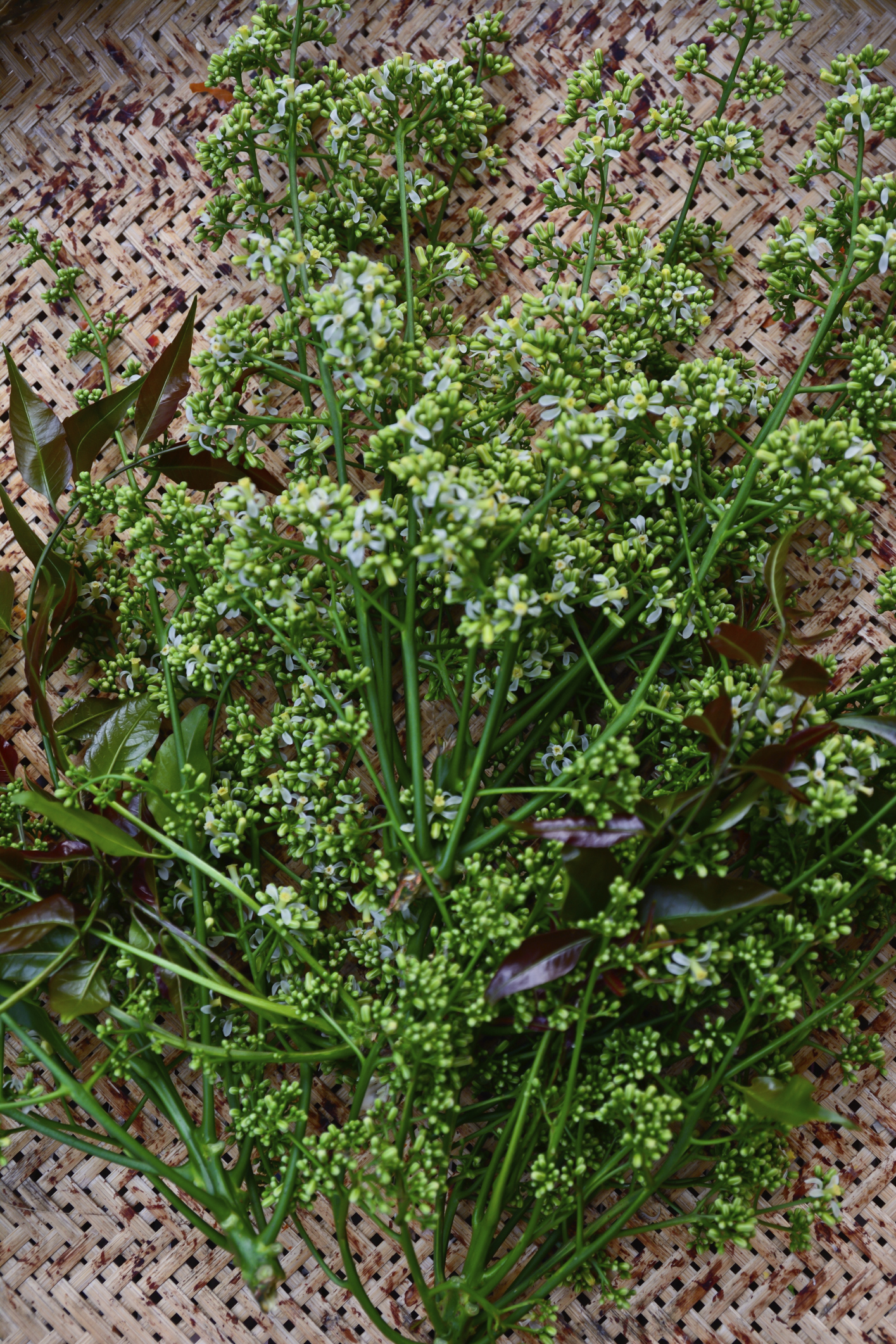 Neem Oil & Nail Fungus | Healthfully