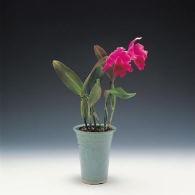 should i try to repot my orchid if it came in a ceramic vase should i try to repot my orchid if it came in a ceramic vase