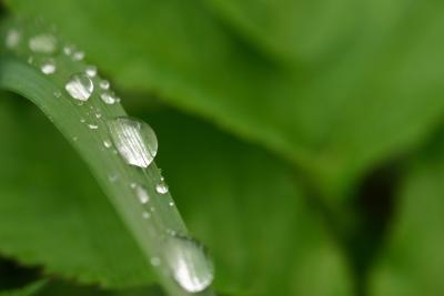 Plants need water, but too much humidity can cause problems.