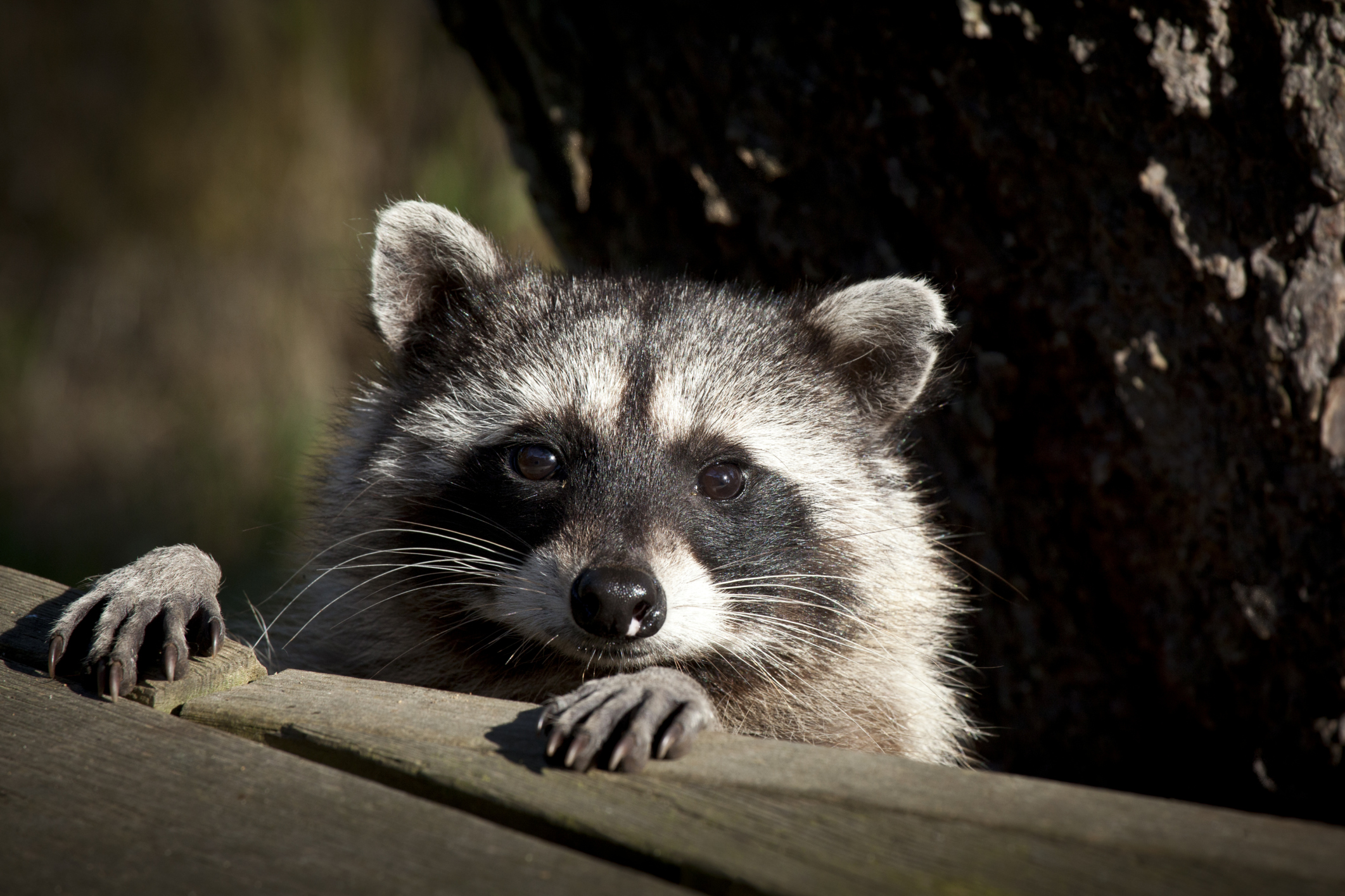 Diseases That Raccoons Can Spread to Humans Healthfully