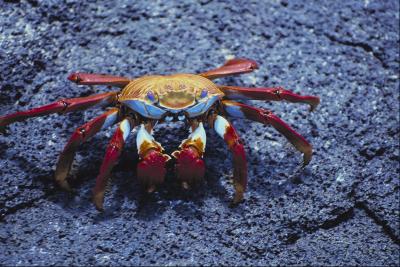 freshwater crab petsmart