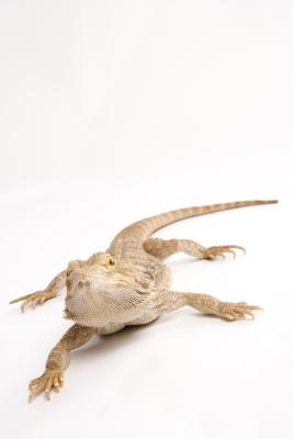 Do All Animals Receive Vitamin D From the Sun? | Pets on Do All Animals Receive Vitamin D From the Sun? | Pets on