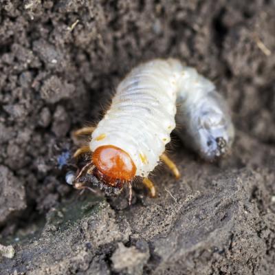 scarab beetle larvae