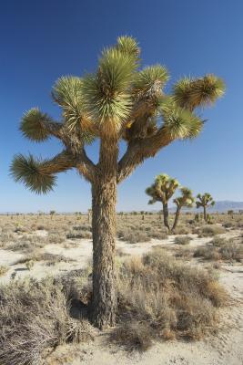 How to Care for a Yucca Tree | Home Guides | SF Gate