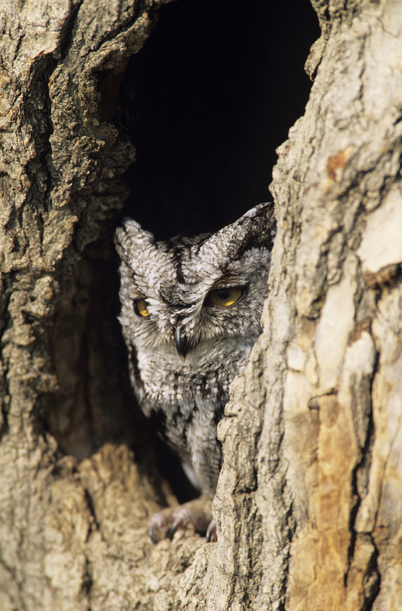 Cherokee Beliefs About Owls Sciencing