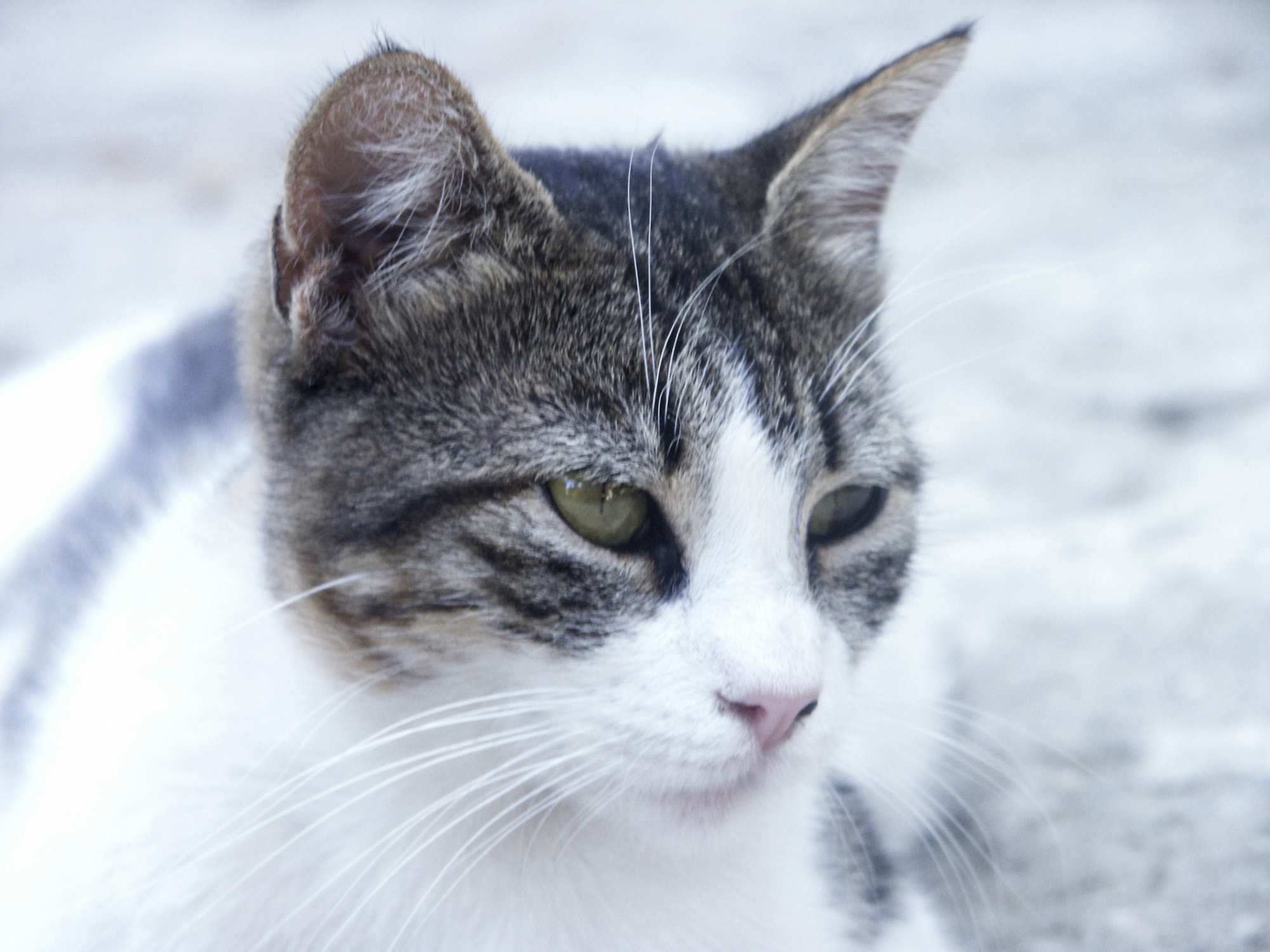 Why Do Dogs And Cats Have Ear Pockets