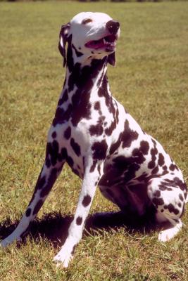 is photinia poisonous to dogs