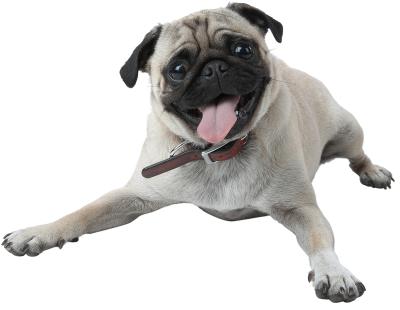 expectancy of pug what is the average expectancy of a pug puppy care daily puppy expectancy of pug what is the average expectancy of a pug puppy care daily puppy