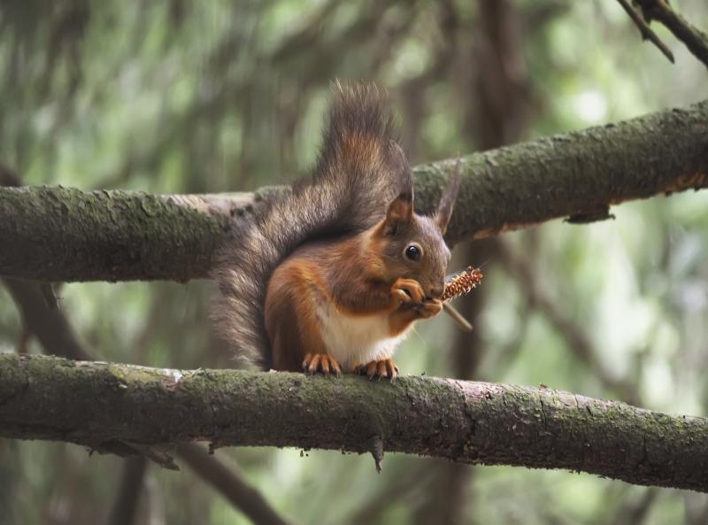 what pepper do you put on seed so squirrels will not eat what pepper do you put on seed so squirrels will not eat