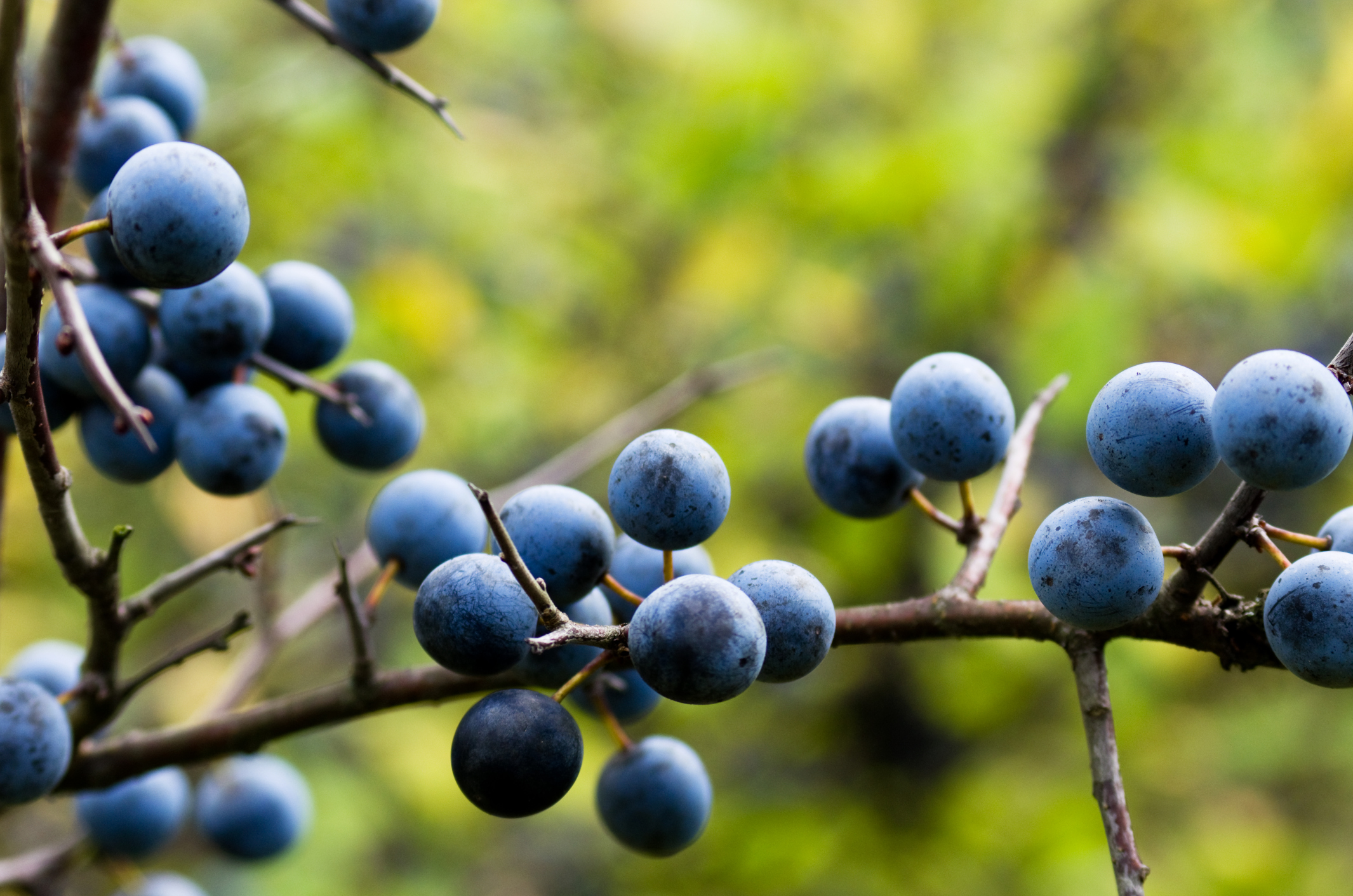 How to Determine if Berries Are Edible Healthfully