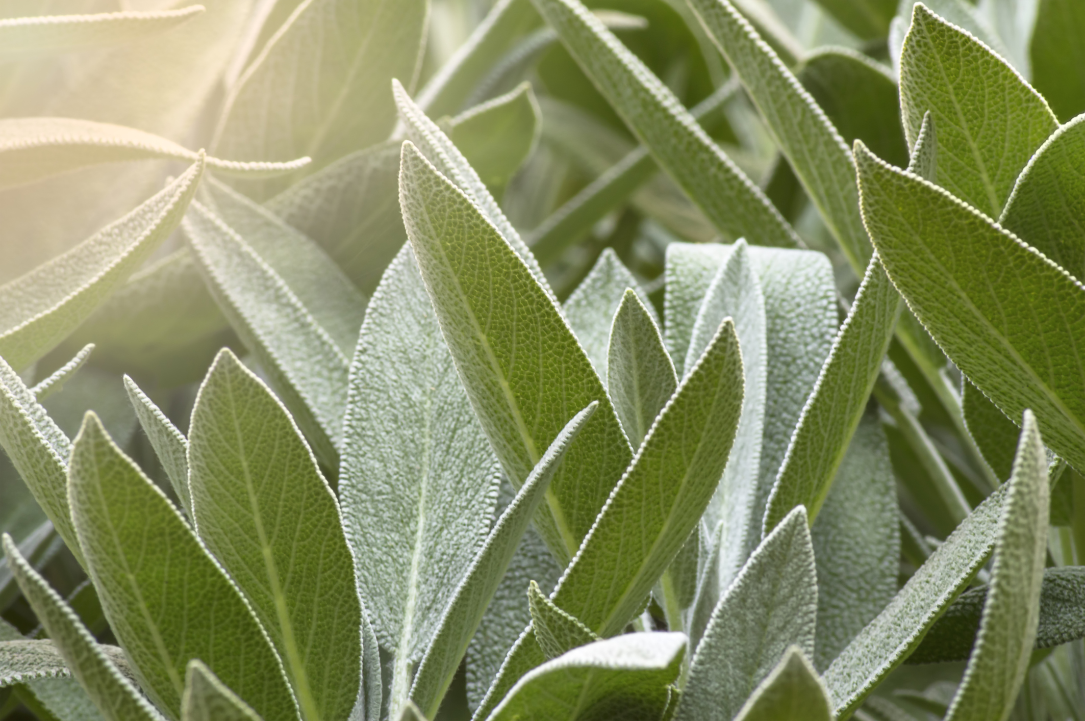 White Sage Facts Healthfully