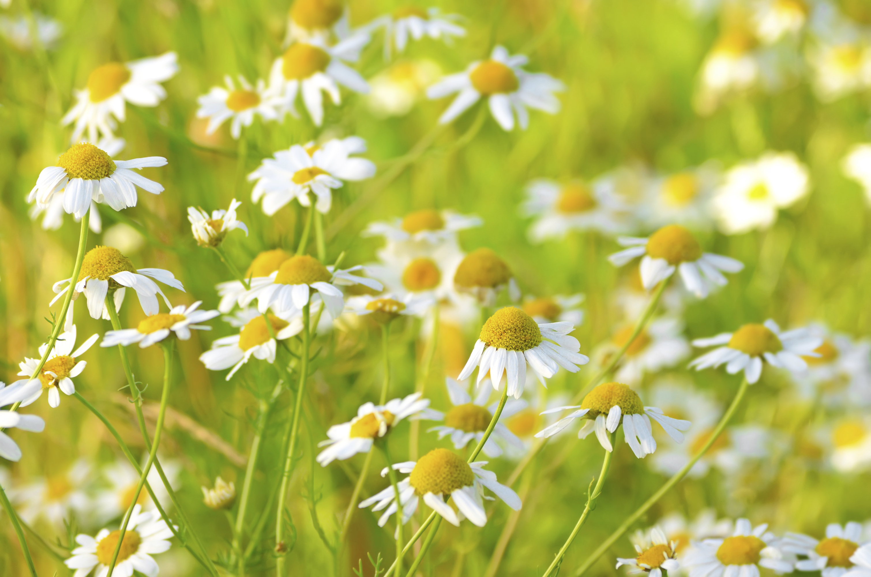 Chamomile Tea Bags for Swollen Eye Healthfully
