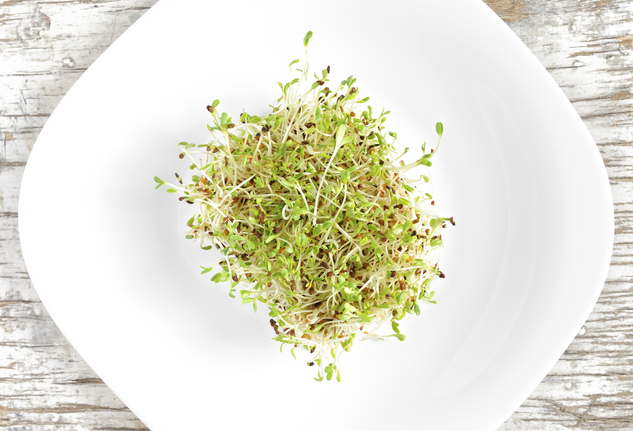 Bean Sprouts vs. Alfalfa Sprouts Healthfully