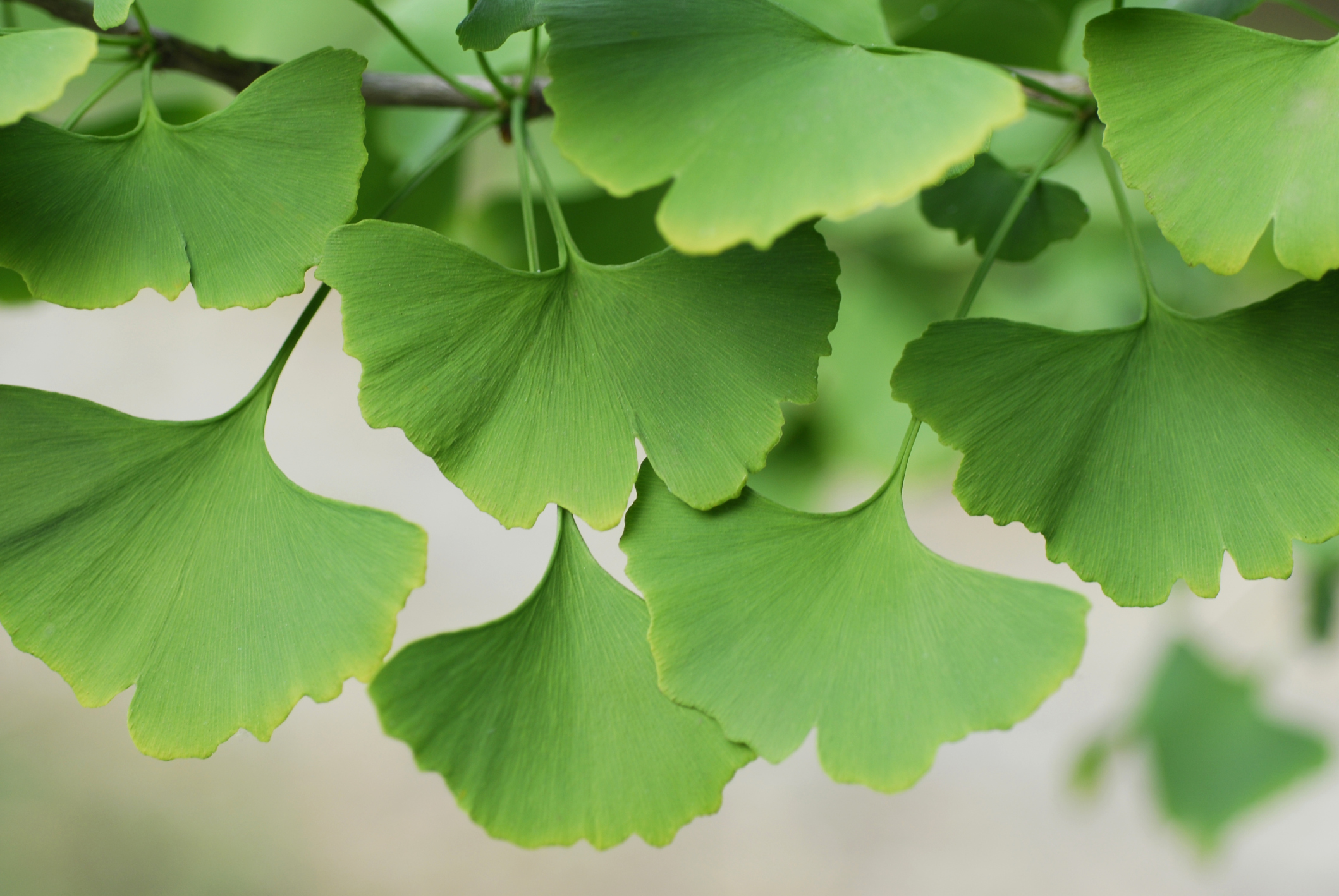Ginko Biloba's Effect on Dopamine Levels Healthfully