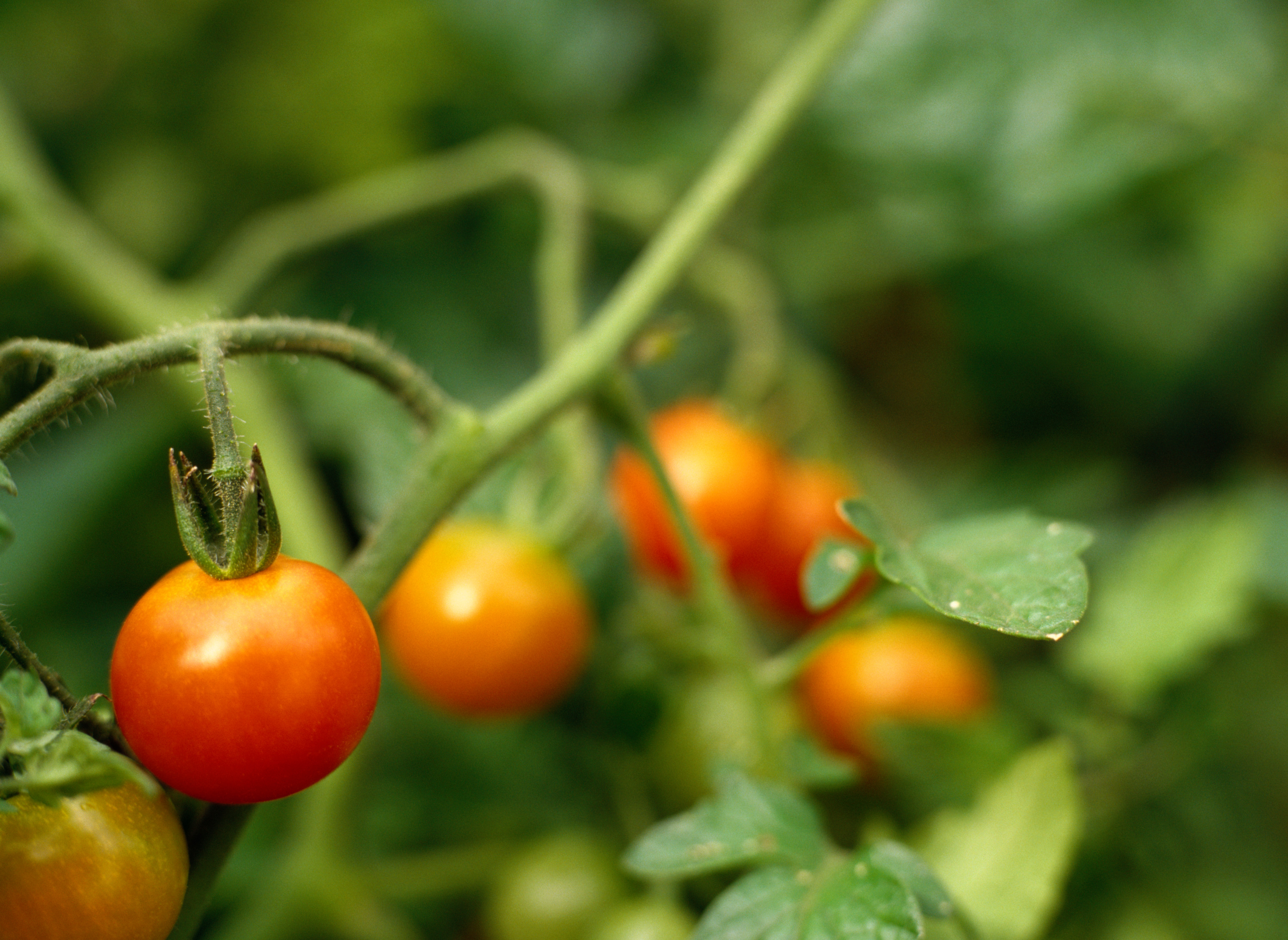 How Long Tomato Flower To Fruit