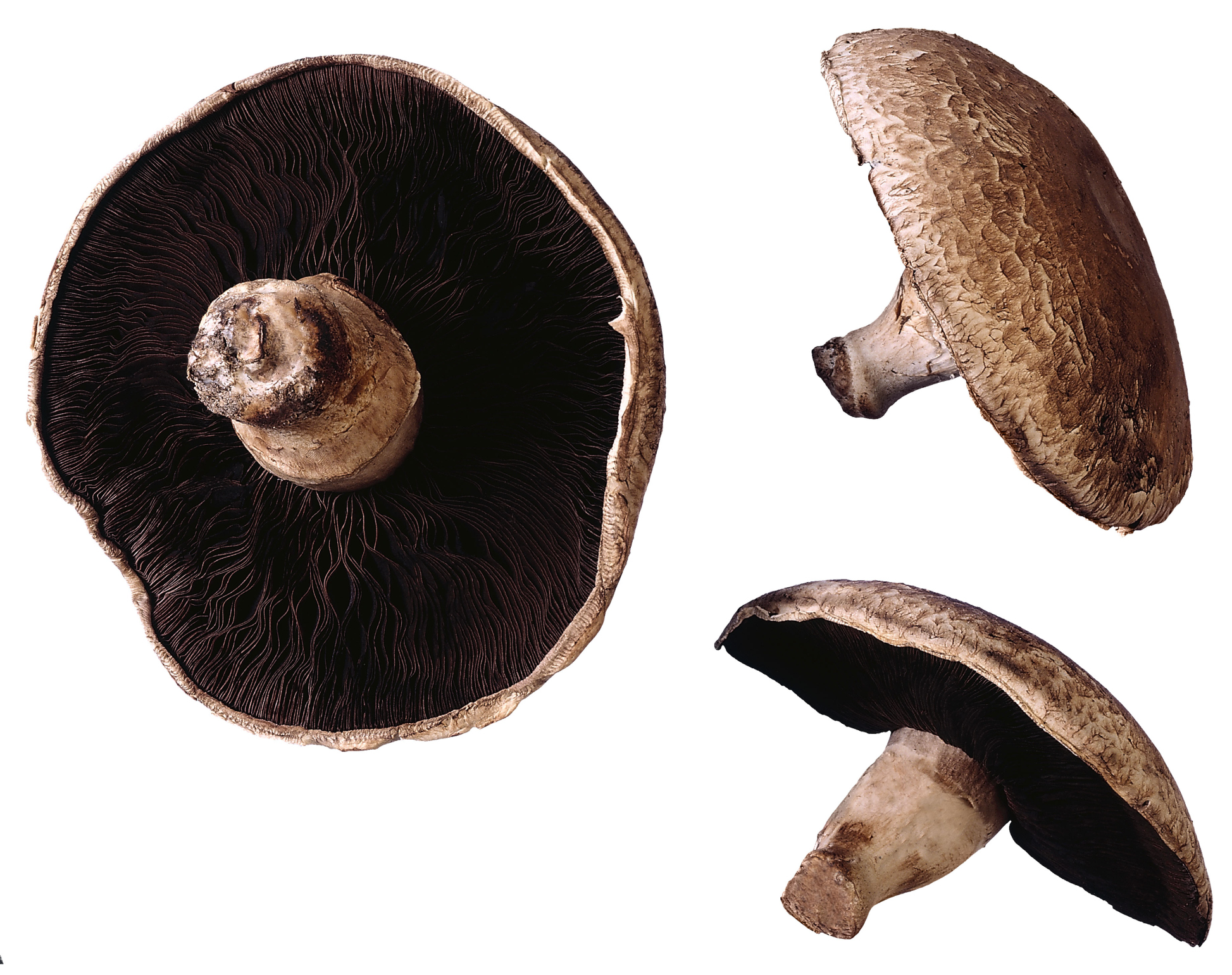 Is It All Right to Eat the Stems of Portobello Mushrooms?