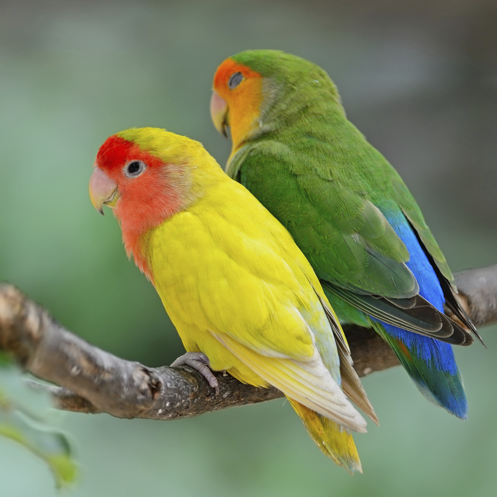 How to sex a senegal parrot How to sex a senegal parrot