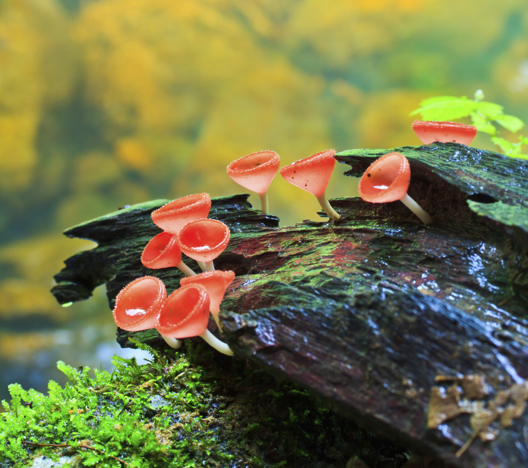 How To Pick Wild Mushrooms in Ontario Sciencing
