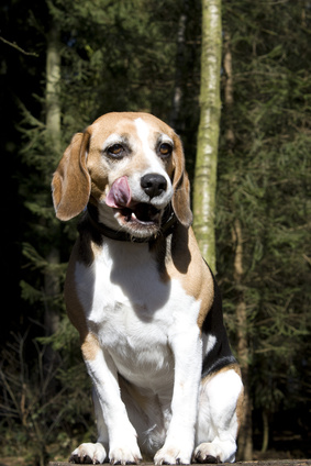 my beagle puppy is aggressive