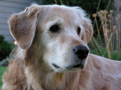 Mestiço de golden retriever com labrador Clearance