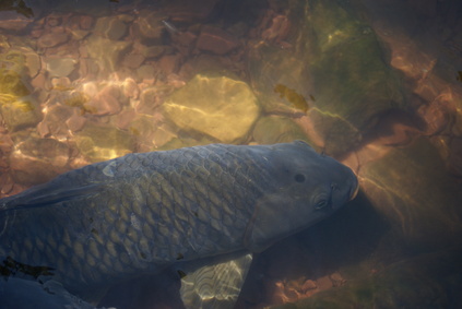 How To Get Rid Of Grass Carp Garden Guides