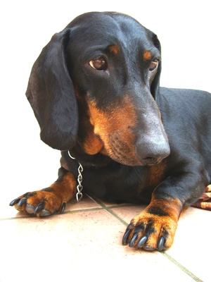 Dachshund queda de pelo Clearance