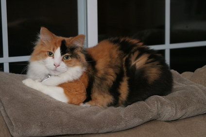Facts About Calico Kittens Pets