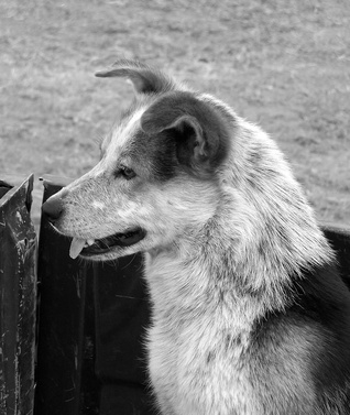 Cachorro tem amígdalas Clearance